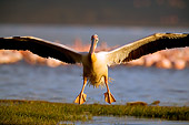 BRD 22 JZ0004 01
White Pelican Landing On Grass By Marsh Kenya