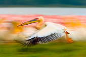 BRD 22 JZ0005 01
White Pelican Flying Low By Marsh Kenya