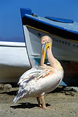 BRD 22 KH0001 01
Pink-Backed Pelican 