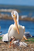 BRD 22 LS0001 01
American White Pelican Caring For Chick Montana