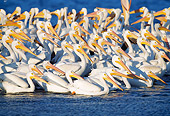 BRD 22 LS0002 01
Flock Of American White Pelicans Swimming Florida