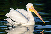 BRD 22 LS0003 01
American White Pelican Swimming Florida