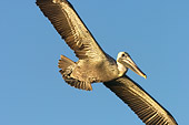 BRD 22 NE0001 01
Brown Pelican Soaring Blue Sky