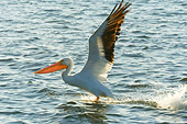 BRD 22 NE0002 01
American White Pelican Taking Off From Water Profile