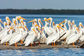 BRD 22 NE0003 01
Flock Of American White Pelicans Standing On Beach