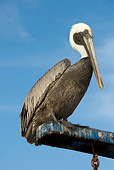 BRD 22 NE0004 01
Brown Pelican Perching