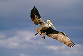 BRD 22 RF0001 01
Brown Pelican Flying Clouds