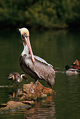 BRD 22 RK0006 03
Pelican Sitting On Rock In Water