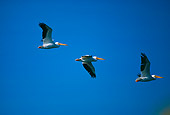 BRD 22 RK0014 04
A Flock Of Pelicans In Flight Blue Sky