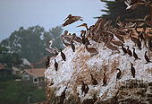 BRD 22 RK0025 02
A Flock Of Pelicans Sitting On Rock With Cormorants