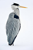 BRD 23 AC0006 01
Grey Heron Standing In Snow