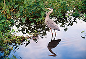 BRD 23 BA0001 01
Great Blue Heron Standing In Water Profile