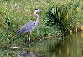BRD 23 BA0002 01
Great Blue Heron Standing In Water Profile