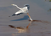 BRD 23 HP0001 01
Grey Heron Catching Fish Kruger National Park, South Africa