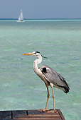 BRD 23 KH0001 01
Grey Heron Standing On Dock By Ocean