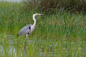 BRD 23 KH0002 01
Grey Heron Walking In Shallow Marsh Water