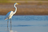 BRD 23 KH0003 01
Great Egret Standing In Shallow Water Gujarat, India