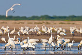 BRD 23 KH0004 01
Spoonbills, Large Egret And Little Egrets Feeding In Lagoon Gujarat, India