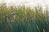 BRD 23 KH0005 01
Squacco Heron Standing In Tall Grass France