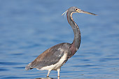 BRD 23 LS0001 01
Tricolored Heron Standing In Tidal Flat Stalking Fish