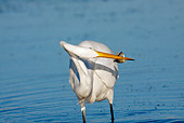 BRD 23 LS0002 01
Great Egret Standing In Shallow Water With Fish In Beak