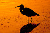 BRD 23 LS0003 01
Silhouette Of Tricolored Heron Standing In Shallow Water At Dawn