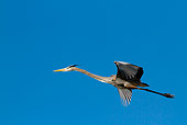 BRD 23 LS0004 01
Great Blue Heron In Flight Against Blue Sky Pinellas County, Florida