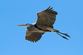 BRD 23 LS0005 01
Great Blue Heron In Flight Over Beach Pinellas County, Florida