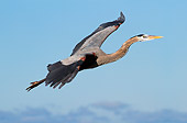 BRD 23 LS0006 01
Great Blue Heron In Flight Over Beach Pinellas County, Florida