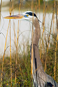 BRD 23 LS0007 01
Great Blue Heron Standing In Sea Oaks Pinellas County, Florida