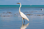 BRD 23 LS0008 01
Great White Heron Wading In Saltwater Shallows, Florida Keys
