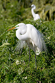 BRD 23 LS0009 01
Great Egret In Breeding Plumage Perched In Bush Osceola County, Florida