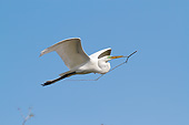 BRD 23 LS0010 01
Great Egret In Breeding Plumage Flying With Stick For Nest Osceola County, Florida