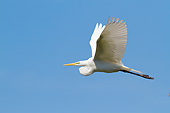 BRD 23 LS0011 01
Great Egret In Flight St. John's County, Florida