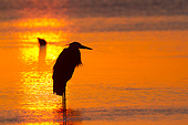 BRD 23 LS0012 01
Silhouette Of Great Blue Heron Standing In Tidal Shallows At Sunrise St. Petersburg, Florida