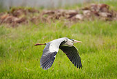 BRD 23 MC0002 01
Gray Heron Flying Low Over Wetlands Kenya