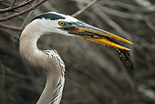 BRD 23 MC0003 01
Head Shot Of Great Blue Heron Eating Fish In Everglades