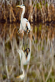 BRD 23 MC0004 01
Great Blue Heron Wading In Shallow Water In Everglades