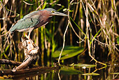 BRD 23 MC0005 01
Greenbacked Heron Perched Near Pond And Vegetation In Everglades