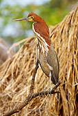 BRD 23 MC0006 01
Rufescent Tiger-Heron Male Perched On Stick Brazil
