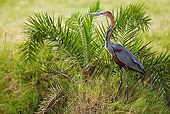 BRD 23 MC0007 01
Goliath Heron Standing In Grass Tanzania