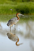 BRD 23 MC0008 01
Goliath Heron Wading In Shallow Water Tanzania