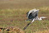 BRD 23 MC0009 01
Grey Heron Flying Through Chobe National Park In Botswana, South Africa