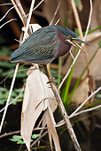 BRD 23 MC0010 01
Green-Backed Heron Perched Near Pond In Vegetation Everglades