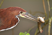 BRD 23 MC0011 01
Close-Up Of Rufescent Tiger Heron With Fish Pantanal, Brazil