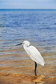 BRD 23 MH0001 01
Little Egret Standing In Water