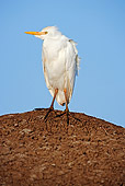BRD 23 MH0002 01
Close Up Of Egret Standing On Dirt