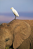BRD 23 MH0003 01
Cattle Egret Standing On Elephant