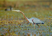 BRD 23 MH0004 01
Purple Heron Walking Through Shallow Water