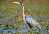 BRD 23 MH0005 01
Purple Heron Walking Through Shallow Water